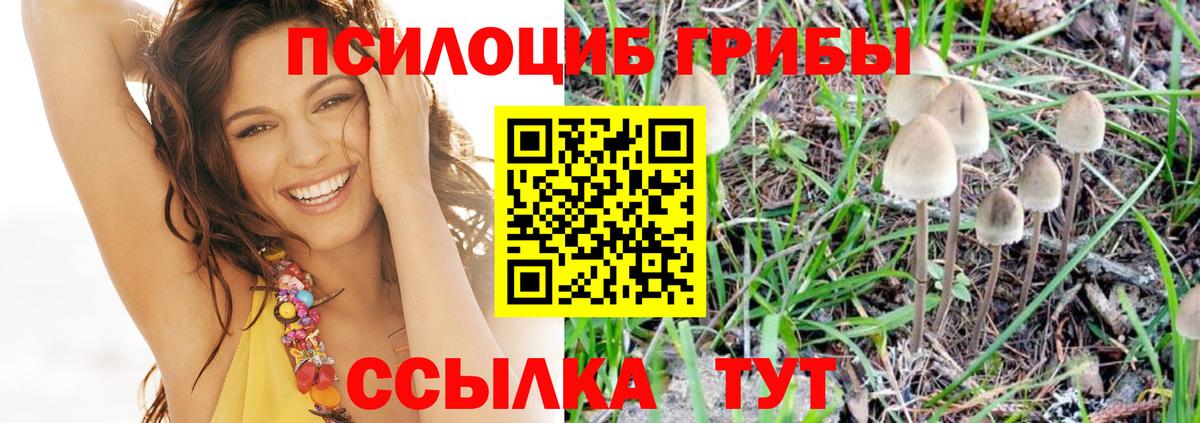 Псилоцибиновые грибы Psilocybine cubensis  Вход с VPN  Костомукша 